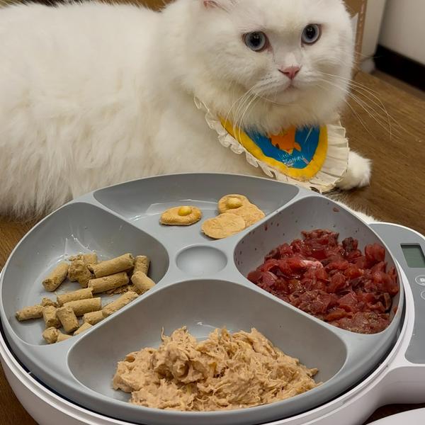 BNETA Pet Automatic Wet Food Battery Feeder F26